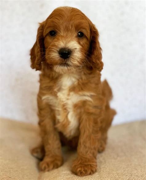 standard goldendoodle for sale/standard goldendoodle breeders