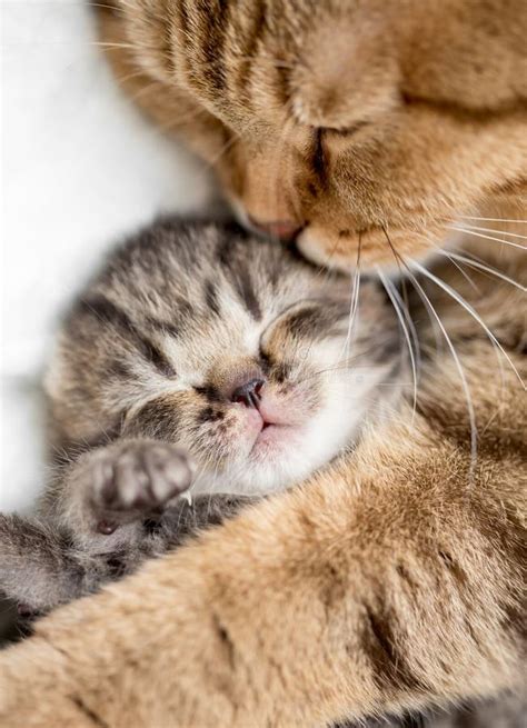 Trend Populer 36 Cute Baby Cats Hugging