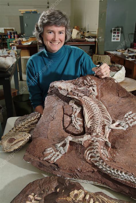 Palaeontologist with Fossil - Stock Image - C028/7597 - Science Photo Library