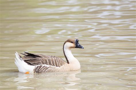 African Geese - Baby Waterfowl for Sale | Cackle Hatchery