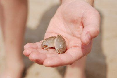 Sand Flea Bites – Treatment Guide URL: http://spiderbites.net/ | Spiders | Pinterest | Sands ...