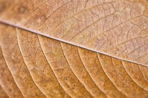 Dry leaf texture and nature background. Surface of brown leaves natural ...