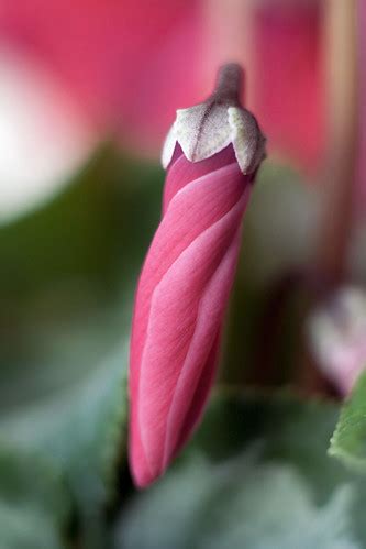 On Black: Cyclamen by kaibara87 [Medium]