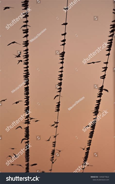 9,330 Birds Sitting On Power Lines Royalty-Free Images, Stock Photos & Pictures | Shutterstock