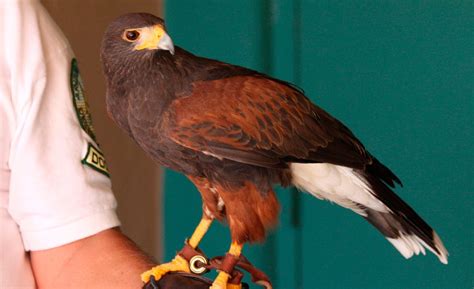 Jóvenes halcones de Harris :: Imágenes y fotos