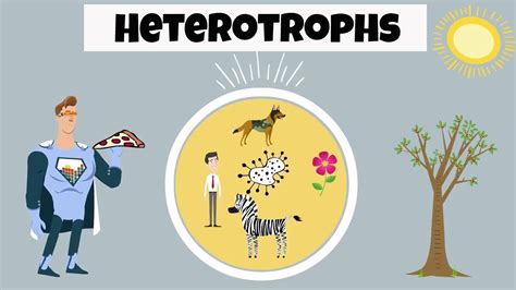 Heterotroph Examples - YouTube