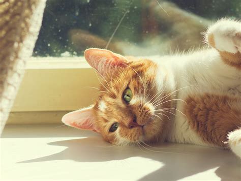 Sunbathing cat | Cats, Cats and kittens, Feline