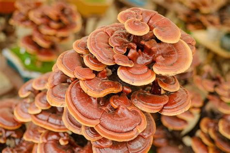 Reishi's Cultural Legacy and Role in Asian Traditional Medicine – ReisCodys