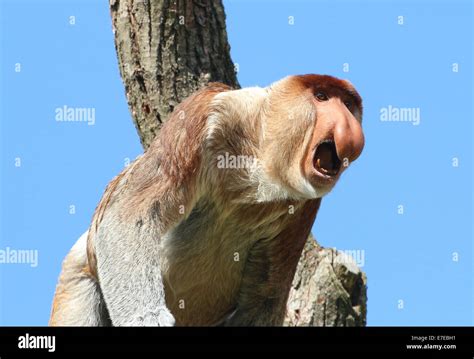 Proboscis monkey calling hi-res stock photography and images - Alamy