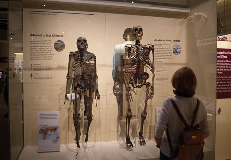Human Evolution Skeletons