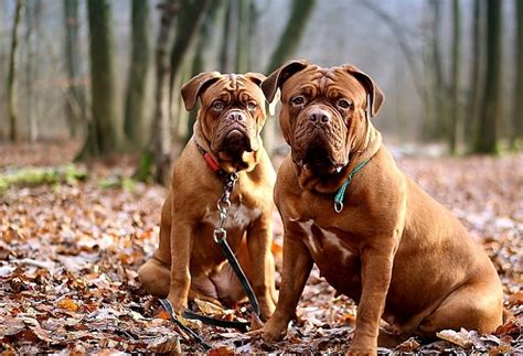 Dogue De Bordeaux - The Massive Mastiff Dog