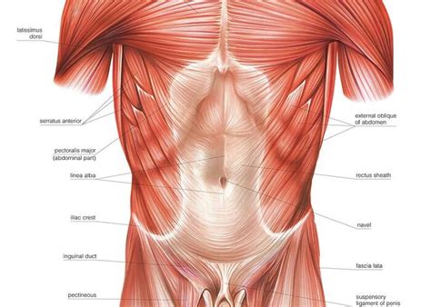 Muscles Of Trunk And Abdomen Greeting Card by Asklepios Medical Atlas