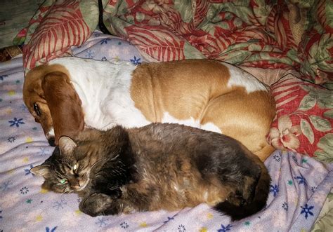 Basset and cat | Basset, Basset hound, Cats