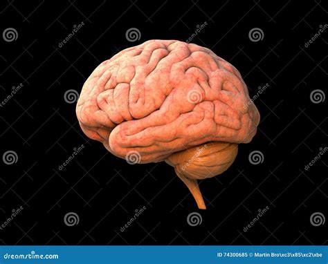 Human brain anatomy stock illustration. Illustration of diagnostic - 74300685
