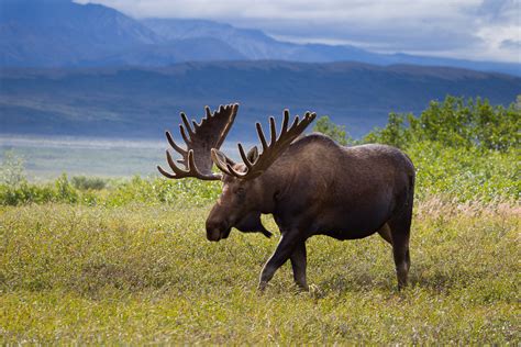 Moose (Alces alces) - BRITISH CLASS - Szkoła Językowa - Language School ...