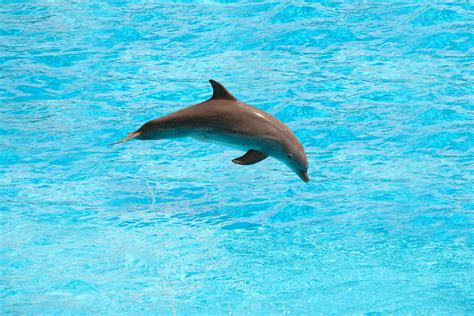 Dolphin Jumping - Stock Photos | Motion Array