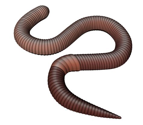 earthworm worm PNG