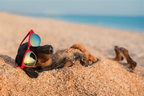 8 cuidados com o seu cachorro na praia | PET é Carinho