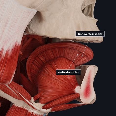 If muscles only contract, how can we stick our tongue out? : r/askscience