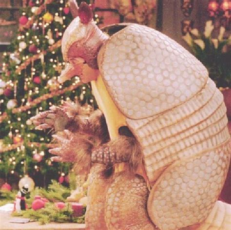 The holiday armadillo :) | Holiday armadillo, Friends tv show, Friends tv