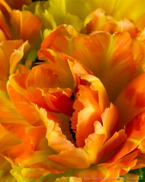 Orange & Yellow Tulip – New Photo | Beautiful Flower Pictures Blog