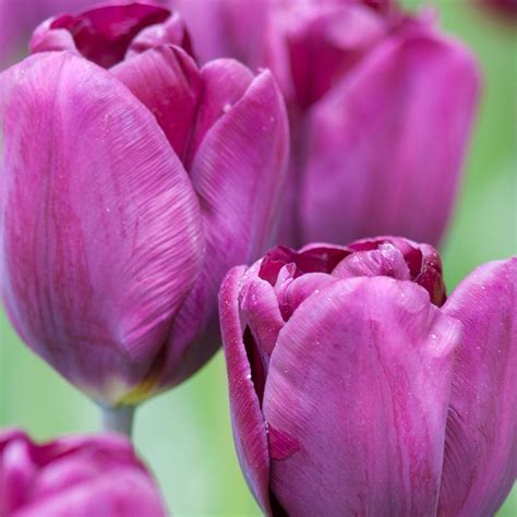 Buy triumph tulip bulbs Tulipa 'Purple Lady (PBR)'