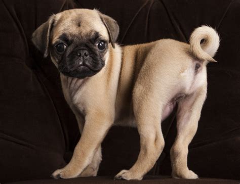 Why Do Pugs Have Curly Tails