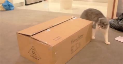 Cat Is Surprised To See What's In This Box! Hysterical! | LittleThings.com