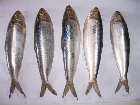 Indian Oil Sardine | Fish