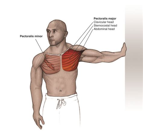 Pectoralis Minor | Physical therapy student, Stretching exercises, Exercise