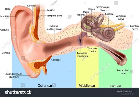 The Human Ear Consists Of The Outer, Middle And Inner Ear: Over 1 Royalty-Free Licensable Stock ...