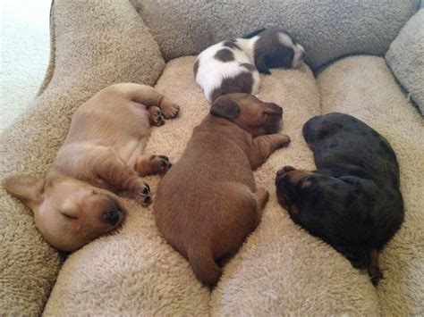 Puppies! Vienna Sausages aka 2 1/2 week old Dachshunds | Sleeping puppies, Dachshund puppies ...