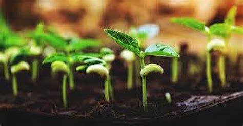 IISER Bhopal scientists’ study on seed germination