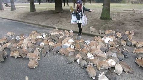 A Plague of Rabbits - SHEA MAGAZINE — SHEA MAGAZINE