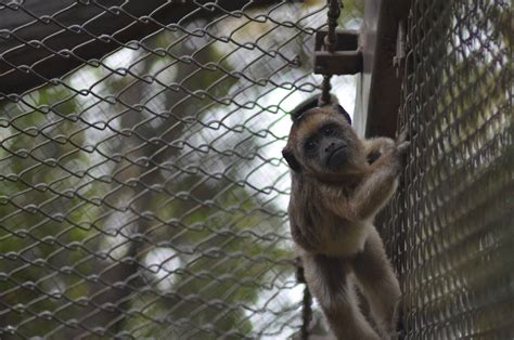 Black Howler Monkey Baby - ZooChat