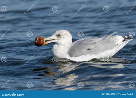 Seagull eating an apple stock photo. Image of lari, apple - 131849708