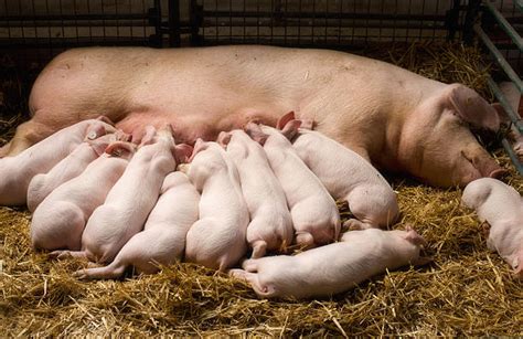 54,400+ Pigs And Piglets Stock Photos, Pictures & Royalty-Free Images - iStock