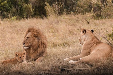 Lioness, Lion and the Cub Family Kenyan African Portrait on Savanna Landscape in the Maasai Mara ...