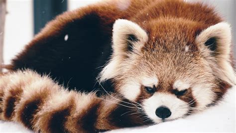 wallpaper red panda, panda, fluffy HD : Widescreen : High Definition : Fullscreen