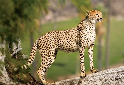Why do cheetahs live alone?