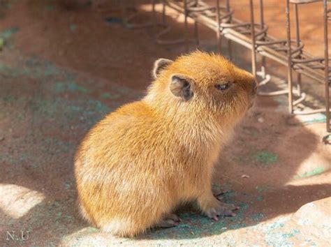 Baby Capybara | Capybara, Baby capybara, Baby animals