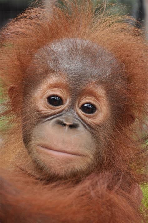 23+ Baby Orangutan Pics