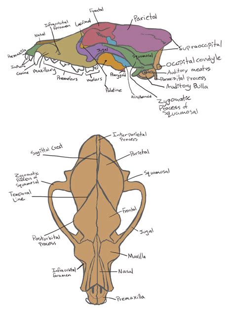 Canine Skull Labeled by KichisCrafts on DeviantArt