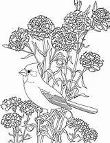 Carnation Coloring Pages  Best Coloring For Kids sketch template
