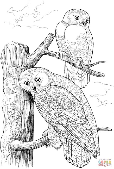 Two Snowy Owls coloring page | Free Printable Coloring Pages