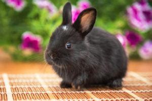 21 Beautiful Black Rabbit Breeds (With Pictures) | Pet Keen