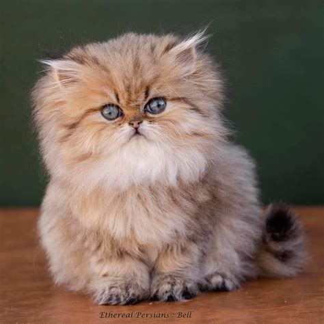 Super Fluffy Persian kitten | Persian kittens, Cute baby cats, Fluffy cat