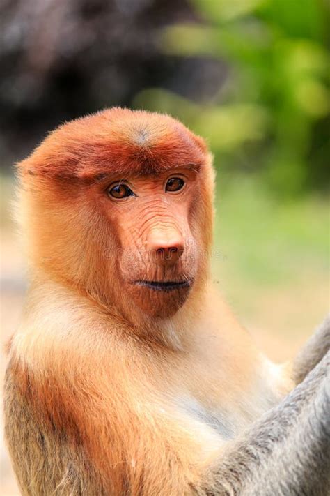 Curious Proboscis Monkey stock photo. Image of borneo - 43109882