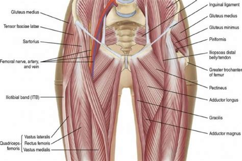 Groin Pain Physiotherapy | Sports Focus | Sydney Physiotherapy