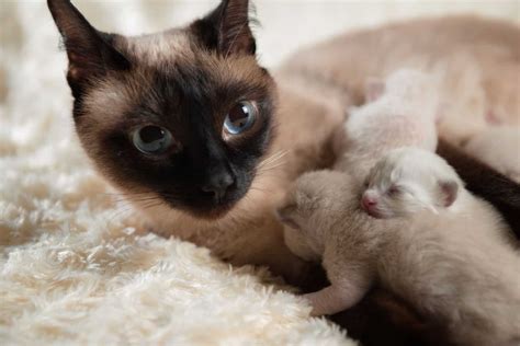 The Complete Siamese Cat Growth Chart For A Healthy Kitten